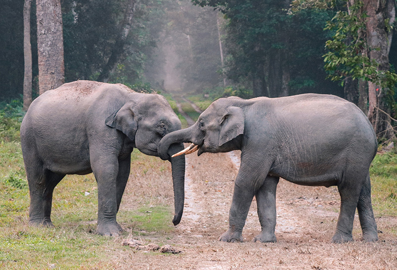 Two elephants are standing on a dirt road.